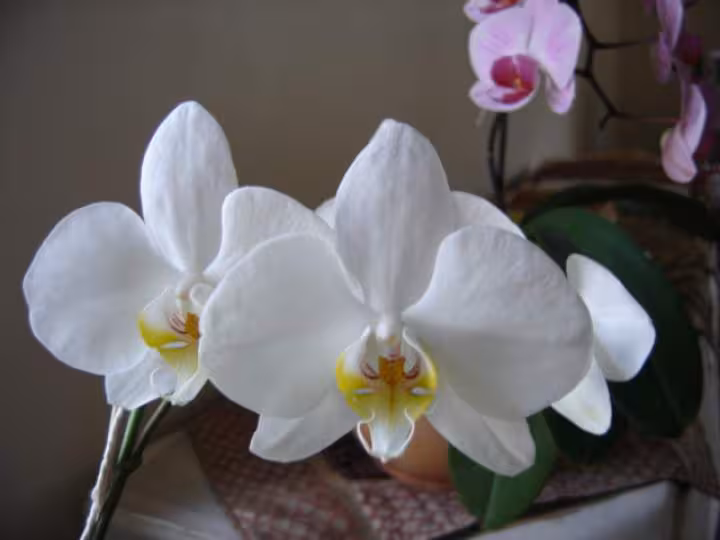 Phals