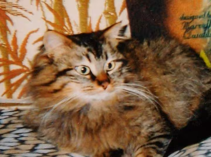 Chats et chatons