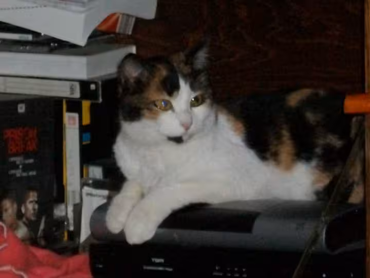 Coquette sur le decodeur neuf box aucun signal ne passe