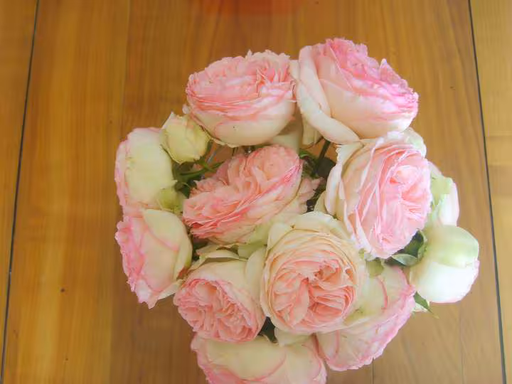 Mes roses