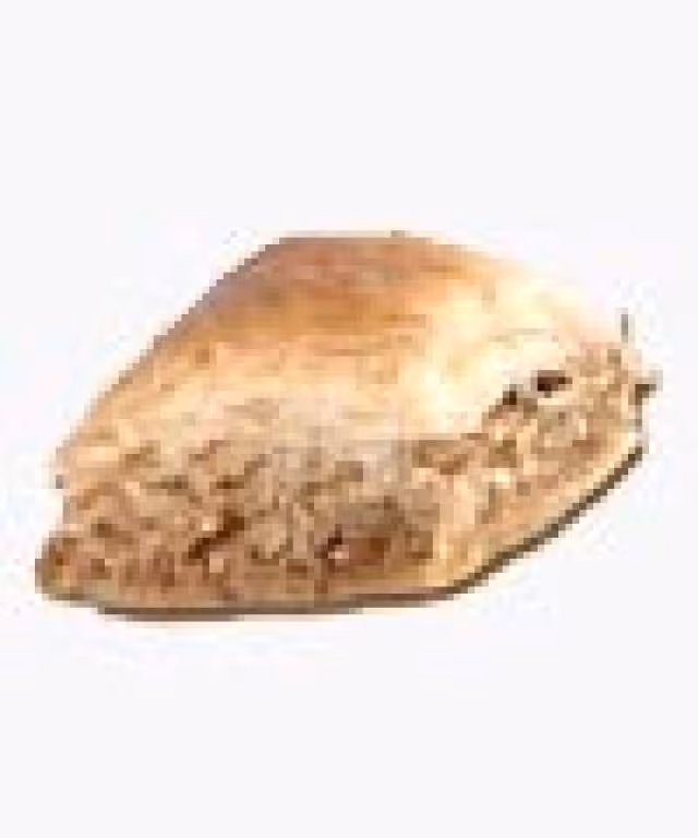 Ktaief