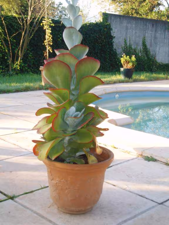 Kalanchoe thyrsiflora