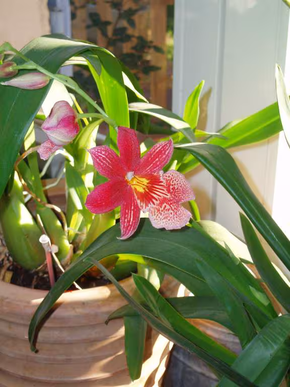Orchidee