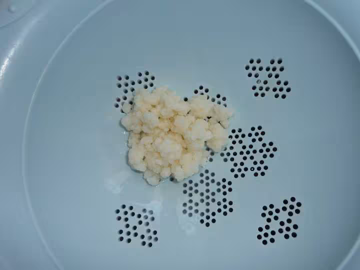 Graines de kefir
