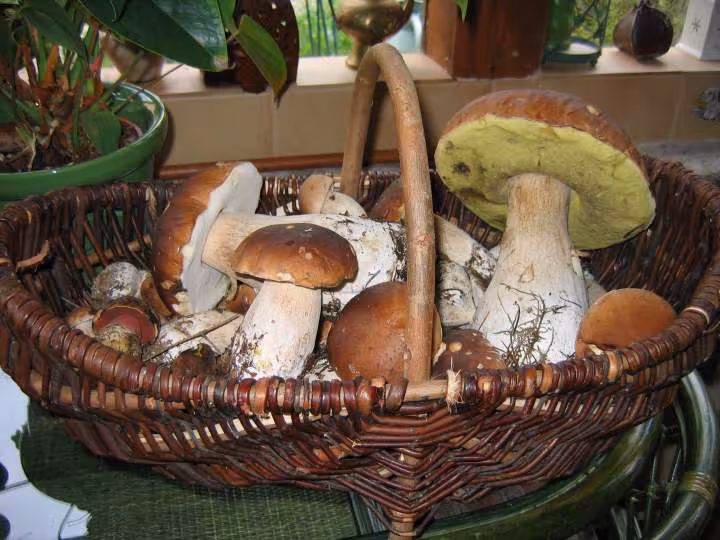 Ceuillette de cepes