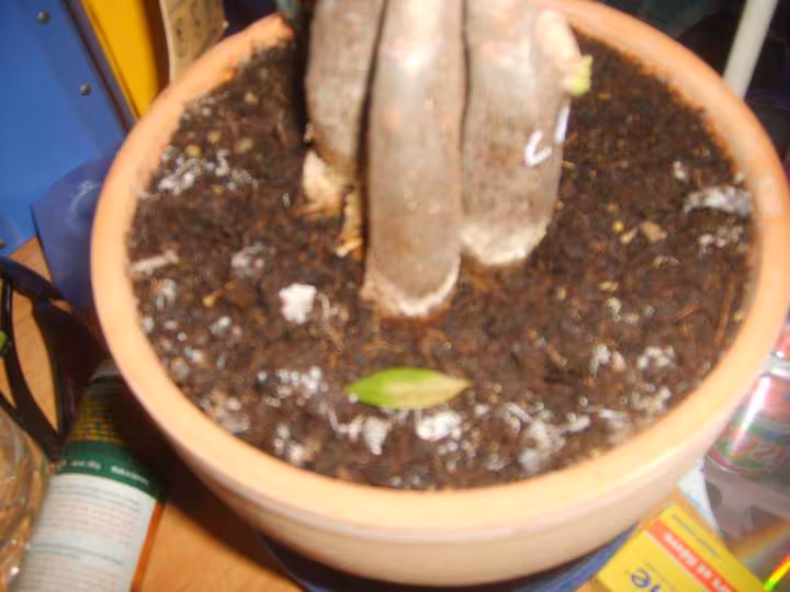 Voici les moisissure de ma plante
