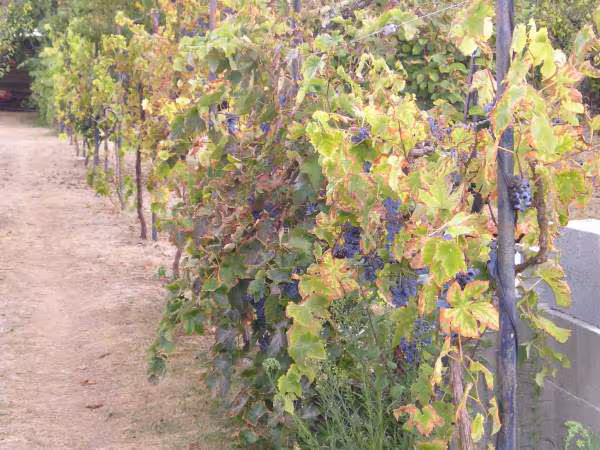 Ma vigne