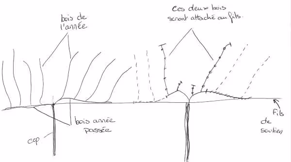 Taille vigne