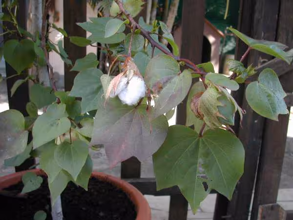 Plant de coton
