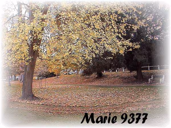 Arbre en automne