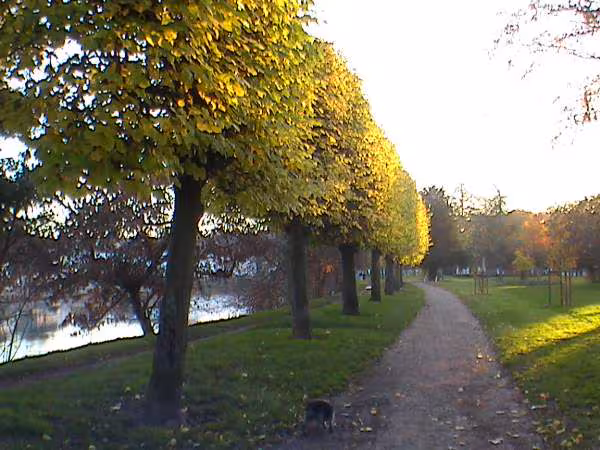 Arbres jaunes a la ferte