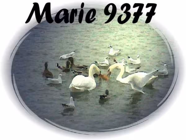 Cygnes et mouettes