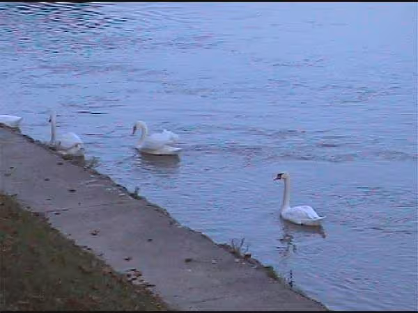 Les cygnes de mon village