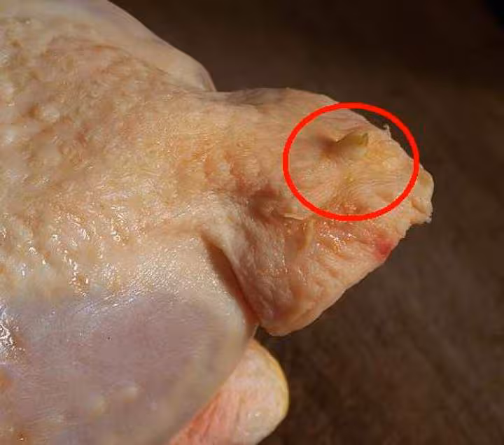 Glande du croupion poulet