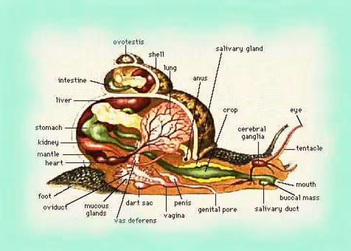 Anatomie de l escargot