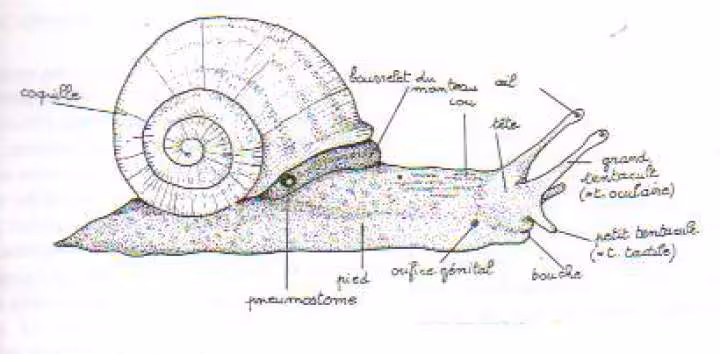 Anatomie escargot
