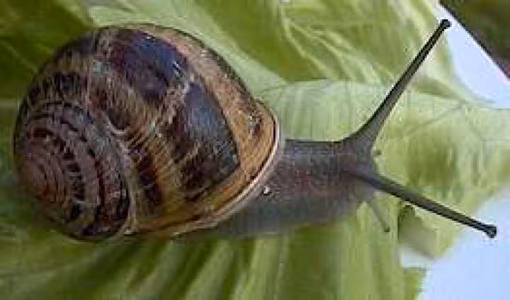 Escargot petit gris