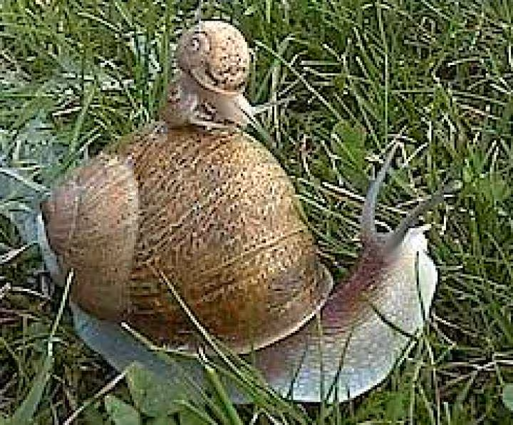Maman et bebe escargot