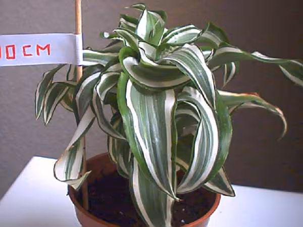 Plante 1
