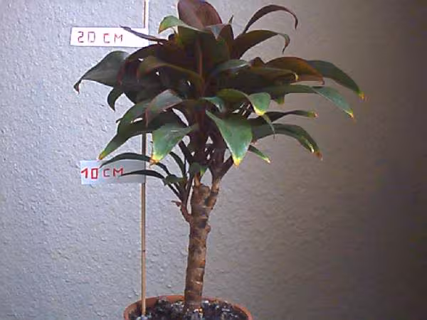 Plante 2