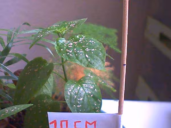 Plante 3