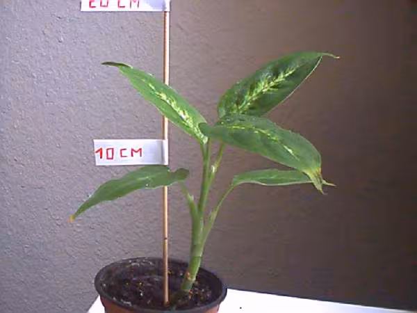 Plante 4