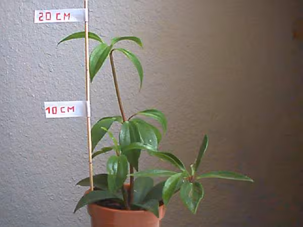 Plante 5