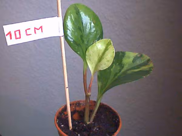 Plante 6