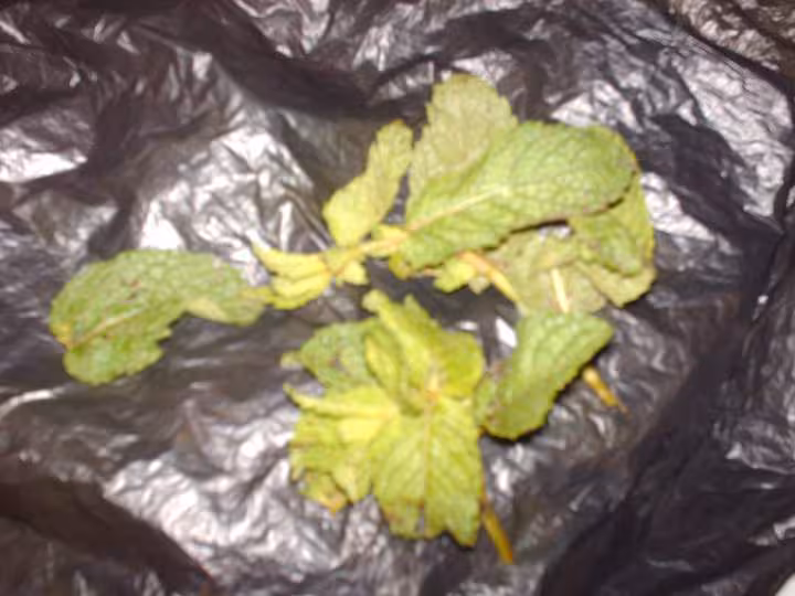 Menthe