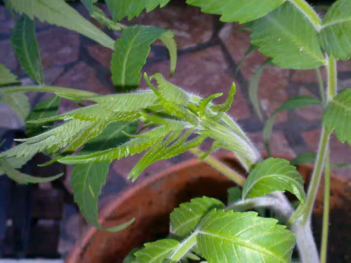 Les feuilles