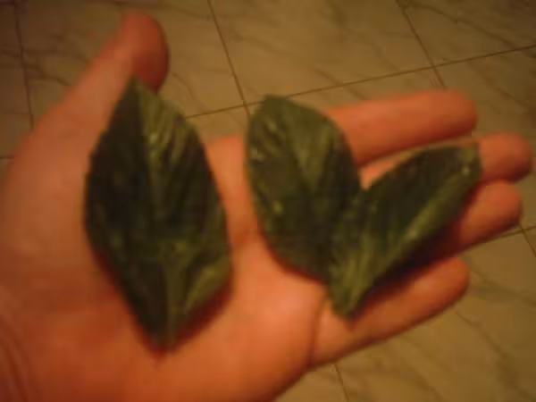 Les feuilles de mouloukhia
