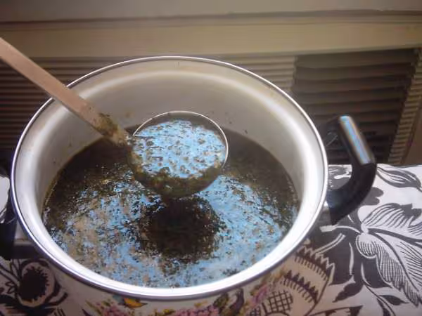 Miam miam ma mouloukhia