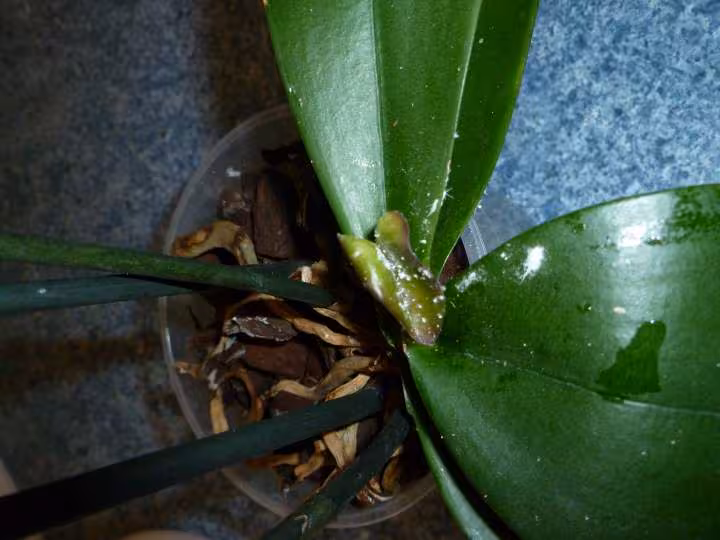 Orchidee malade
