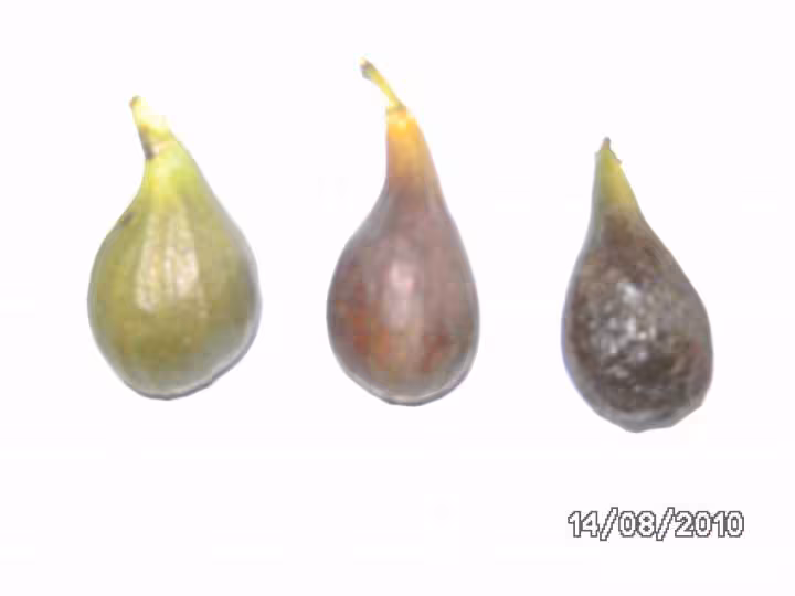 Figues