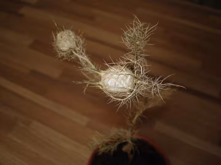 Plante n 1