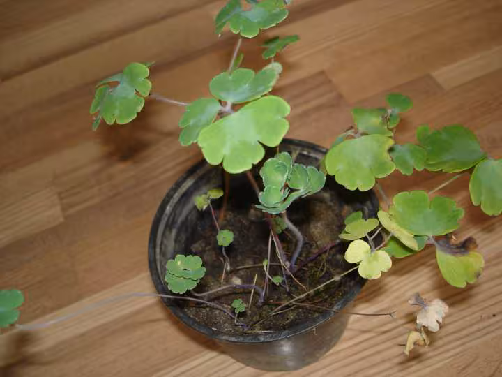 Plante n 2