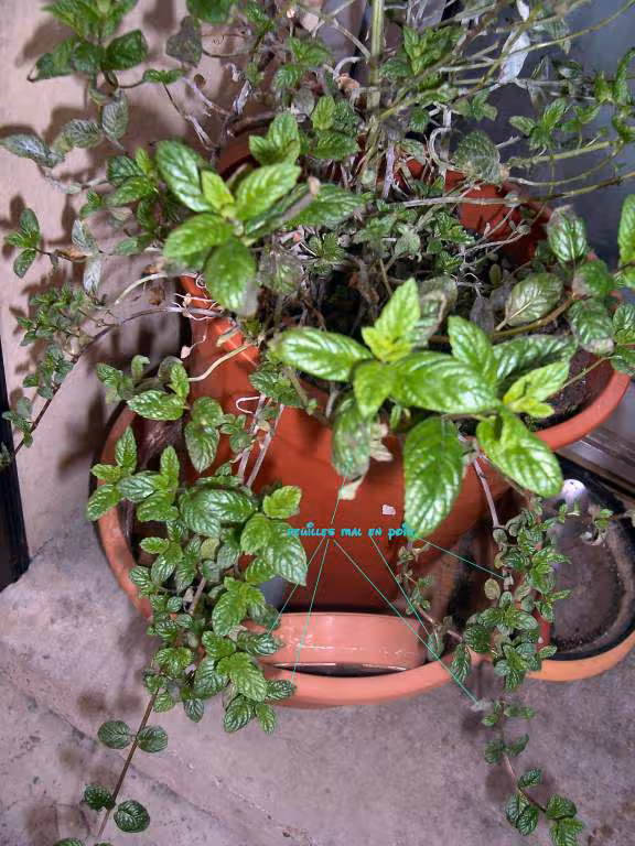 Menthe