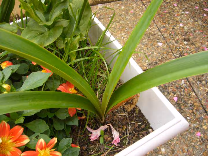 Vanda hybride