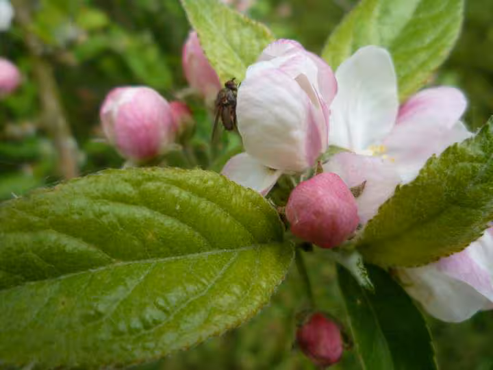 Fleurs de pommier