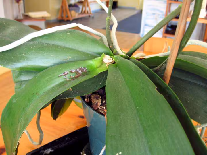 Orchidee