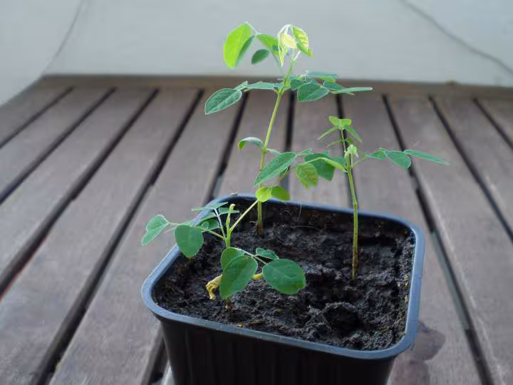 Caramboliers