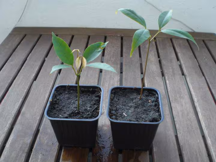 Litchis