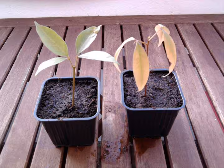 Mes litchis