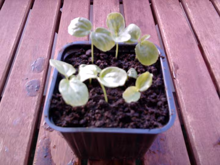 Mes passiflores