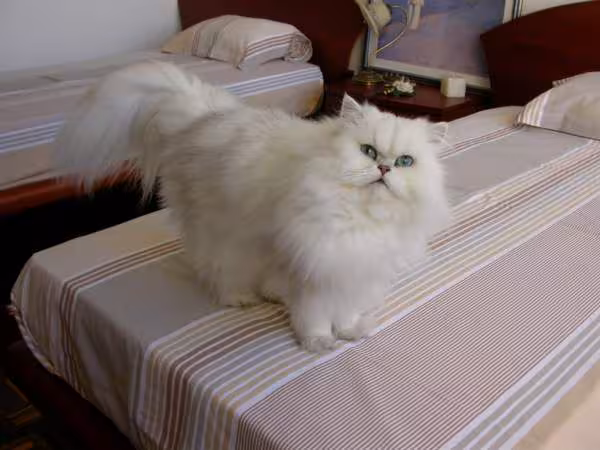 Poussy