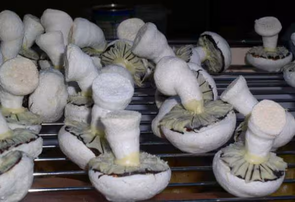 Champignons assembles