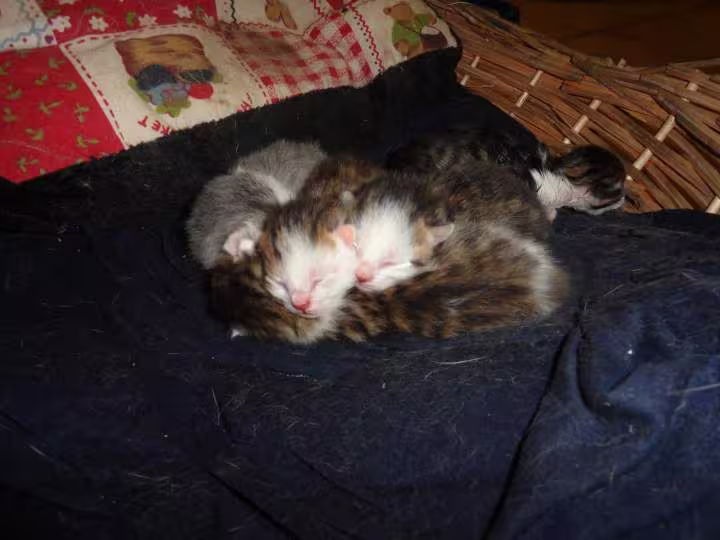Mes chatons