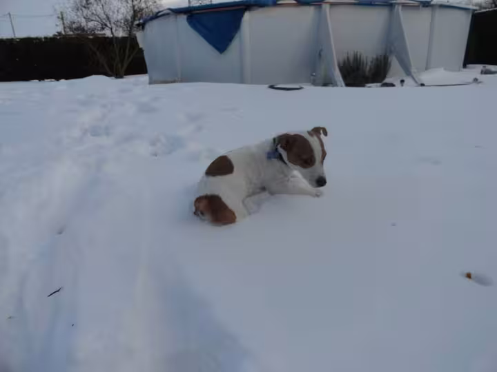 Youki