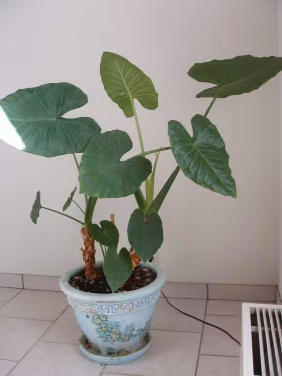 Plante