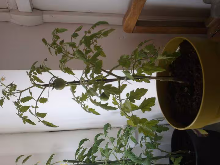Pieds de tomate 2